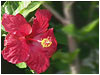 Red Flower 5b
