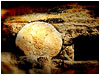 Stone Rolled Away 1
