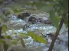 Beautiful Trickling Stream Worship Background Loop