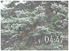 Snow Countdown