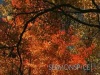 Fall Foliage Longplay, Brown County, IN