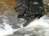 Leaves Fall, Water Falls Autumn Waterfall Background Loop