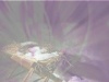 Cradle of the Light