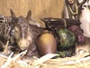Christmas: Talking Nativity Animals 1