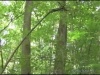 Multiback 2 - Forests