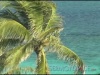 Tropical Background 4