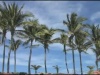 Tropical Background 5