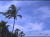 Tropical Background 7