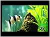 Fish Tank Countdown