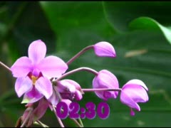 Mother's Day Countdown: 5 min
