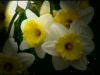 Mother's Day Daffodil