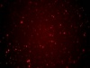Red Particles