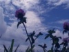 Clouds with Purple Flower loop