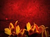 Red and Yellow Tulip