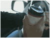Coffee Guy