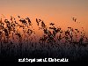 Bless the Lord, O my soul: Psalm 103