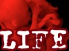 Sanctity Of Life