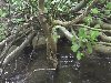 Stream 2