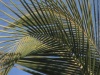 Palm_1_2010