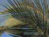 Palm_1_2010SD