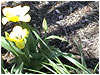 Fondo: Flores Amarillas 2