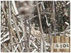 Countdown#5:Nesting Bird-Dulcimer