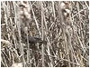 Nesting Spring Bird-Background Loop