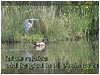 Heron Long Welcome LoopL19-Hymn Music