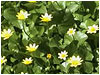 Yellow Flowers Short Loop L2