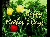 Mother's Day Looping Tulip Welcome