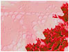 Pink Lace Loop