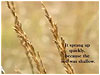 Parable of Sower