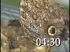 INSECT INVASION COUNTDOWN