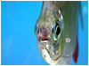 Fish Tank Loop