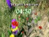 Spring Countdown